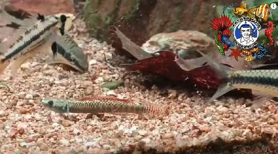 Why Should I Put Leaves in My Aquarium?