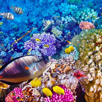 The Impacts of Climate Change on the Great Barrier Reef