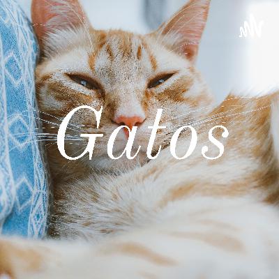 Gatos