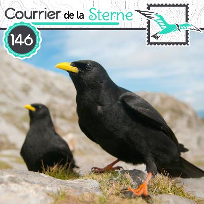 CDLS#146 : À vos marques, prêts...divorcez ! ( Chocard à bec jaune et Gobemouche noir)