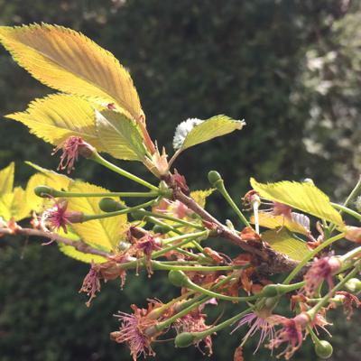 3.2🍂A.Kersenbomen: een verandering