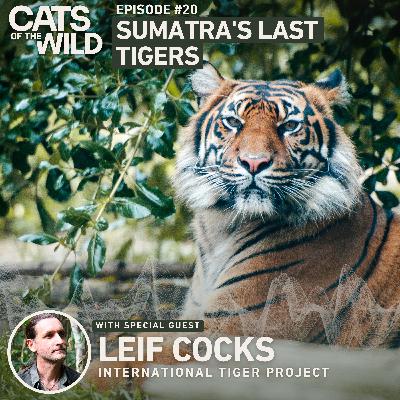 Sumatra's Last Tigers: Leif Cocks, International Tiger Project