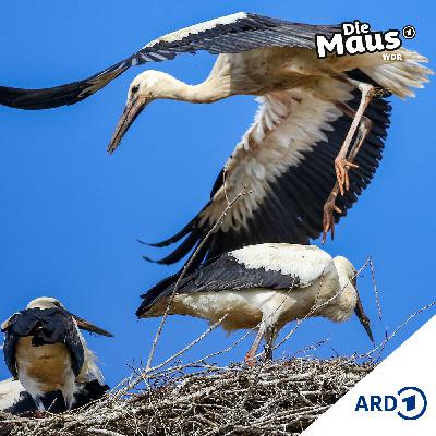 Eine lange Reise (3/5) I Tierliches ab 6 Jahren Eine lange Reise (3/5) I Tierliches ab 6 Jahren