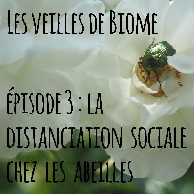 Les veilles de Biome - épisode 3 : La distanciation sociale chez les abeilles
