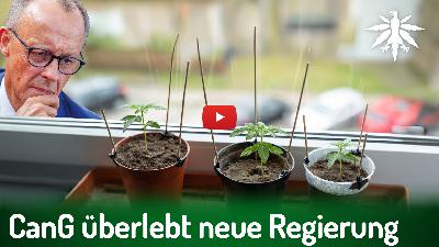 CanG überlebt CDU-geführte Regierung | DHV-News # 462