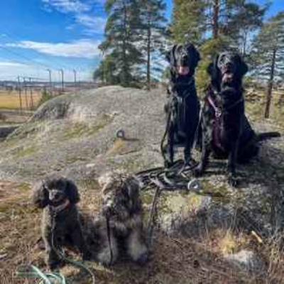 Vackra Sverige - hur kan vi aktivera våra fyrbenta vänner på resan