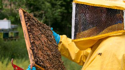 Andrea Rullo: ApeRoll