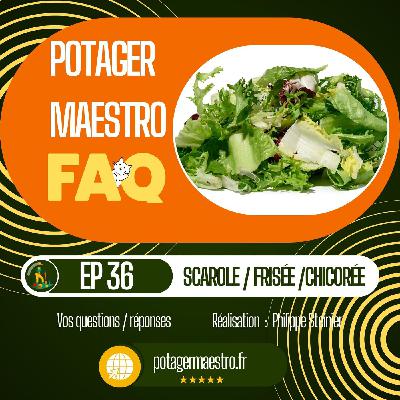 FAQ : Chicorée - scarole - frisée : que semer dans notre potager ?