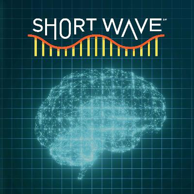 Could Mental Workouts Keep Your Brain Young? | NPR’s Short Wave Could Mental Workouts Keep Your Brain Young? | NPR’s Short Wave