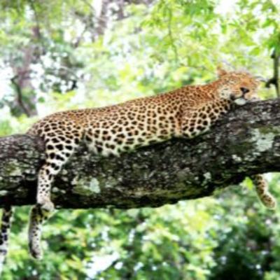 Why a Zambia Safari is Truly Unmissable