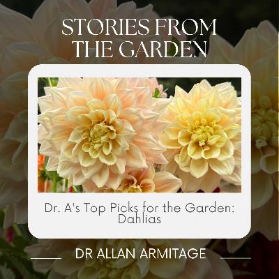 Dr. A's Top Picks for the Garden: Dahlias Dr. A's Top Picks for the Garden: Dahlias