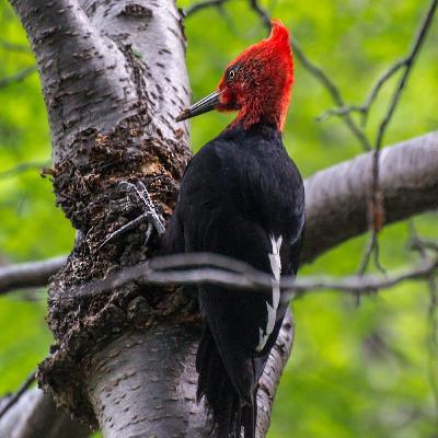 El pájaro carpintero y el tucán