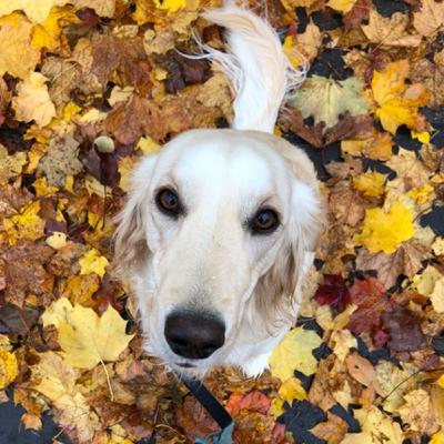 Ein neuer Hund zieht ein! Ein neuer Hund zieht ein!