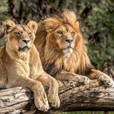 queen of the pride queen of the pride