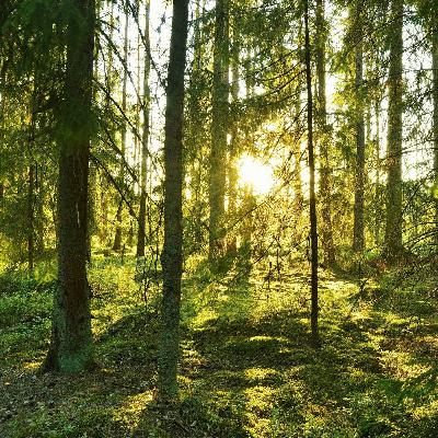 Reaktivität abschwächen und im Frieden sein  - Teil 4