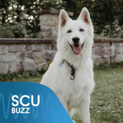 The rights of animals under Australian law