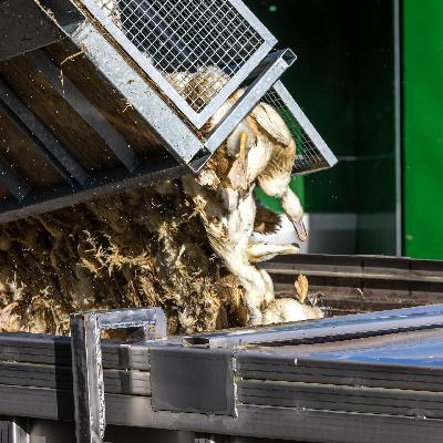 Kommentar zur Vogelgrippe - Ein Ende der Massentierhaltung wäre der beste Schutz