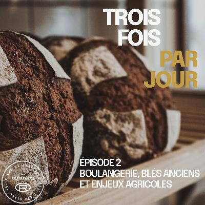 Épisode 2 : boulangerie, blés anciens et enjeux agricoles, avec Maxime Bussy, boulanger au Bricheton Épisode 2 : boulangerie, blés anciens et enjeux agricoles, avec Maxime Bussy, boulanger au Bricheton