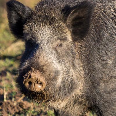 Episode 2 - Villsvinjakt i Sverige. Del 2 Episode 2 - Villsvinjakt i Sverige. Del 2