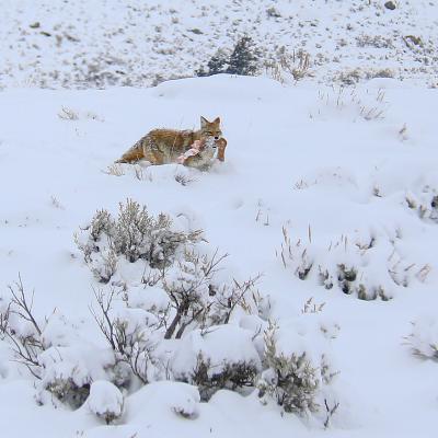 This Week in Yellowstone: December 4th to December 10th, 2025