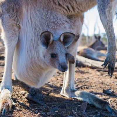 絶滅したはずの生き物〜ラザロ種という奇跡〜