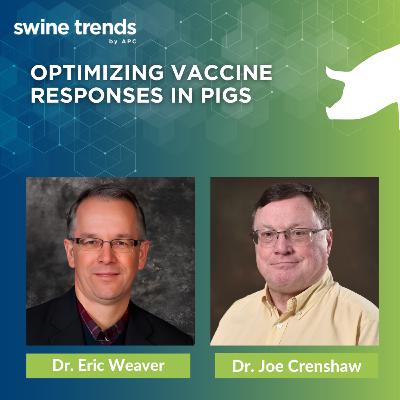 #SHORTS: Optimizing Vaccine Responses in Pigs - Dr. Eric Weaver