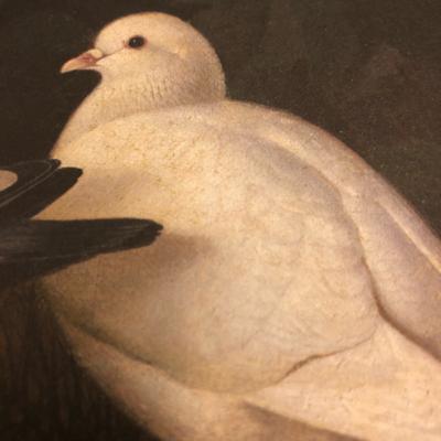Dove Dove