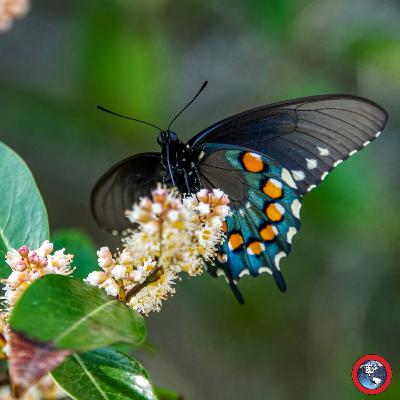 Attwater Prairie Chicken National Wildlife Refuge