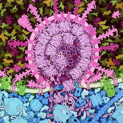 #1.4 Cell Theory - Membrane Transport