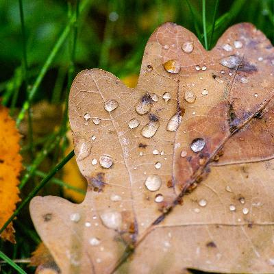 Soft Rain & Brown Noise 8 Hours | Rain & Noise For Sleep, Relaxation & Studying