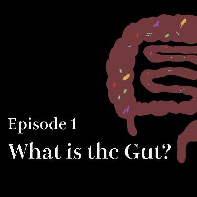 #1 What is the Gut?