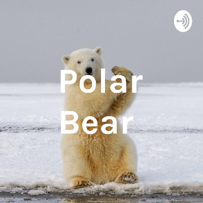polar bears