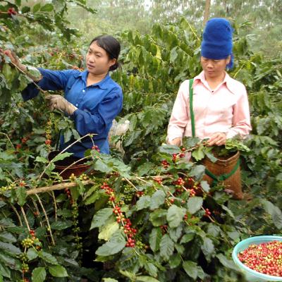 Xã hội chuyển động - Lựa chọn cây trồng vật nuôi đặc sản phát triển kinh tế- góp phần tăng thu nhập, ổn định đời sống Xã hội chuyển động - Lựa chọn cây trồng vật nuôi đặc sản phát triển kinh tế- góp phần tăng thu nhập, ổn định đời sống