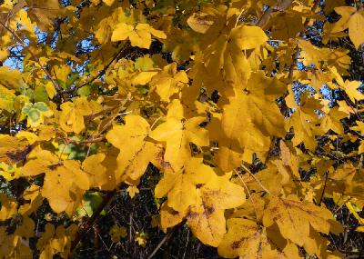 Ep 18. Farewell Horse Chestnut...Hello Field Maple!