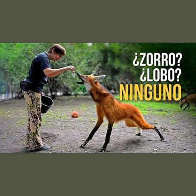 Este es el depredador más extraño de Latinoamérica