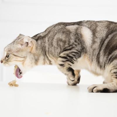 Is your cat a "Puker?" Something could be wrong!