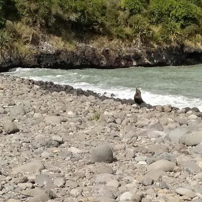 A Walk on the Wildside: New Zealand’s Banks Track — near Christchurch, yet remote