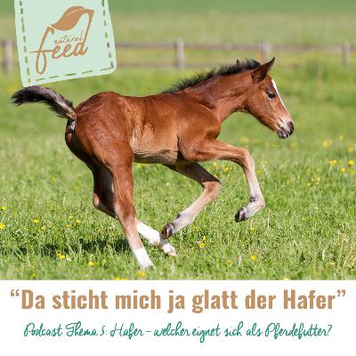 Hafer – welcher eignet sich als Pferdefutter?