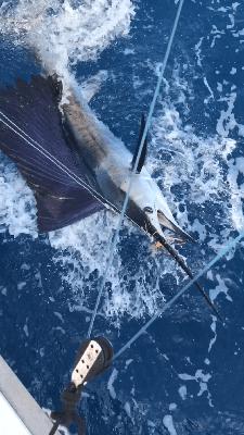 RFR #028 – We caught a Sailfish…Well Tom caught a Sailfish