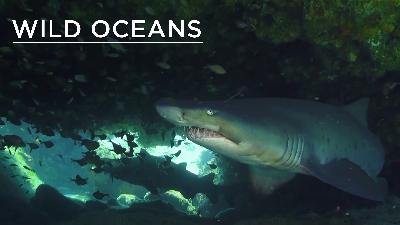 Diving with the ragged-tooth sharks of Aliwal Shoal Diving with the ragged-tooth sharks of Aliwal Shoal