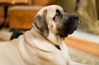 Answers By Dog Guru – Ask Your Dog Guru – 56 Answers By Dog Guru – Ask Your Dog Guru – 56