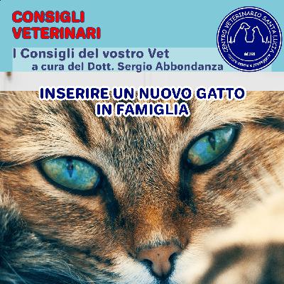 17- Se arriva un nuovo gatto? 7 Consigli su come inserire un nuovo gatto in famiglia
