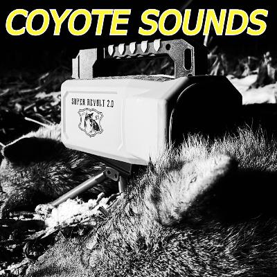 Ask Zach Anything: Calls, Sounds, and All Your Biggest Questions For Calling Coyotes Ask Zach Anything: Calls, Sounds, and All Your Biggest Questions For Calling Coyotes