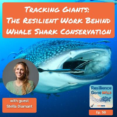 Tracking Giants: The Resilient Work Behind Whale Shark Conservation