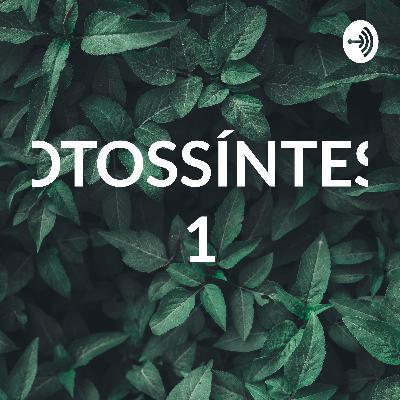 Relação entre fotossíntese e respiração celular