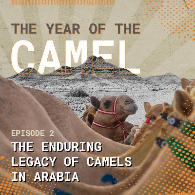 Year of the Camel Podcast Episode 2: The Enduring Legacy of Camels in Arabia