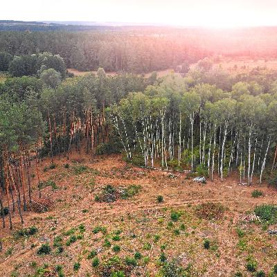 14: Should A "Contribution" Approach Replace the Struggling Carbon Offsets Market?