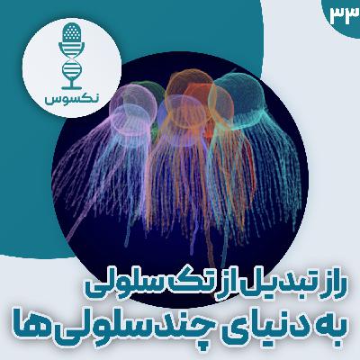 ۳۳— پنج موجود شگفتانگیز که میتوانند رازهای تکامل چندسلولی شدن را فاش کنند! ۳۳— پنج موجود شگفتانگیز که میتوانند رازهای تکامل چندسلولی شدن را فاش کنند!