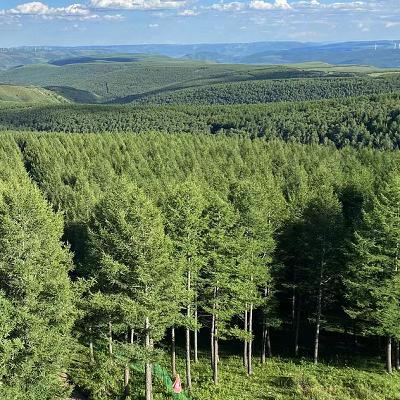 What happens after planting trees?
