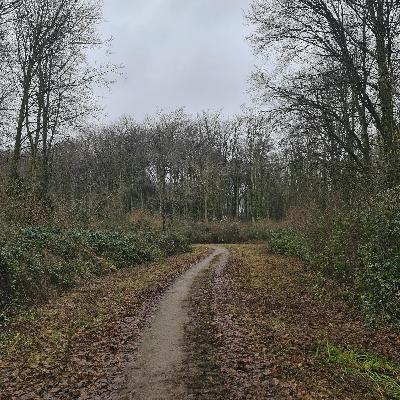 336. Come for a wander in a winter woodland - and then enjoy the Big Garden Birdwatch